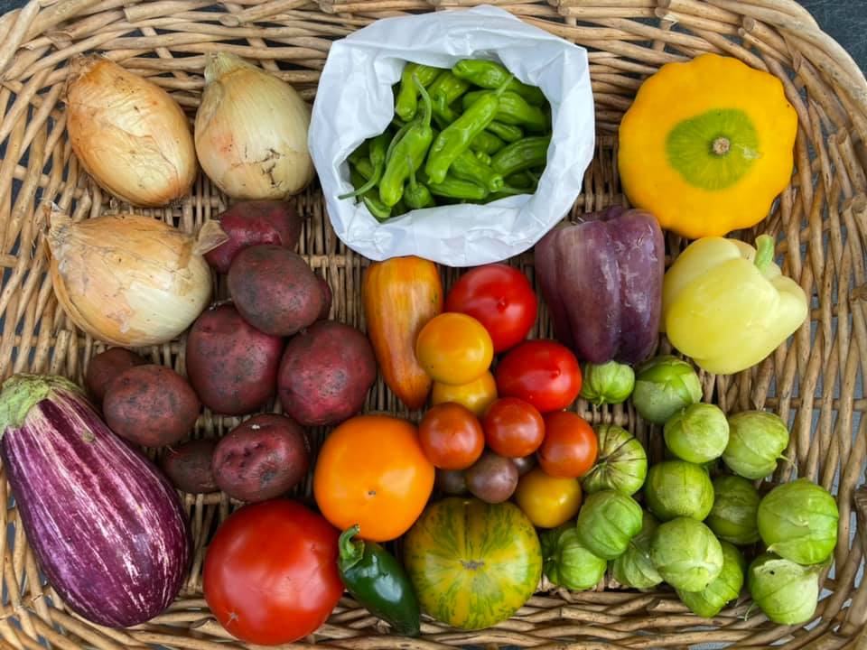 A basket full of fresh-grown items included in the Student Organic Farm CSA program’s Peak Season Share.