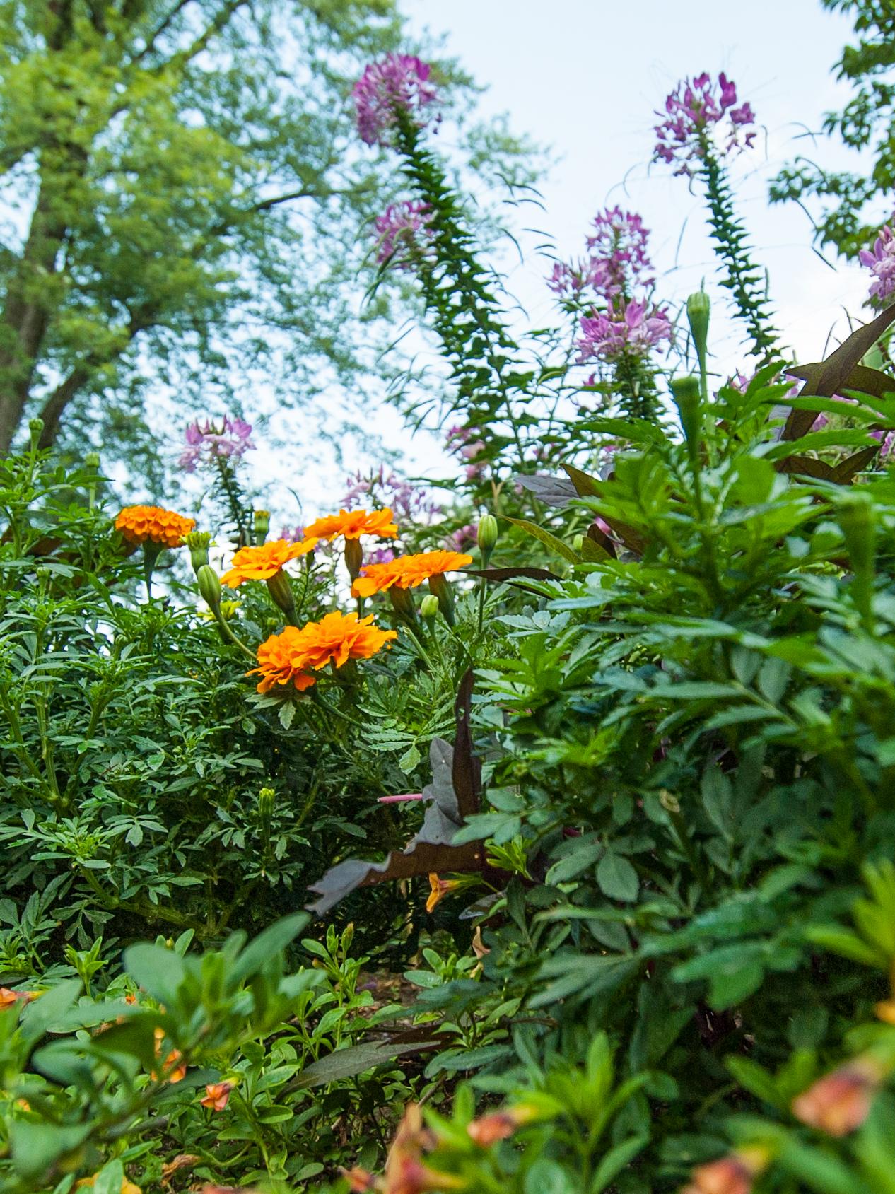Garden Wildflowers